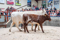 lot 30 Grinkle Ross Snowdrop sold for 2100gns